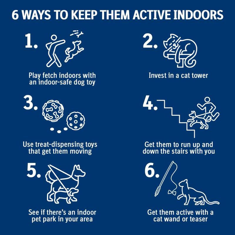 Infographic explains 6 ways to keep pets active indoors: 1. Play fetch indoors with an indoor safe dog toy. 2. Invest in a cat tower. 3. Use treat-dispensing toys that get them moving. 4. Get them to run up and down the stairs with you (safely). 5. See if there is an indoor pet park in your area. 6. Get them active with a cat wand or teaser.