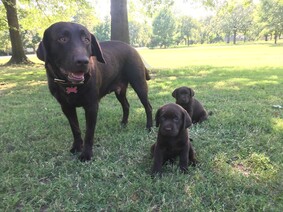 Picture of three brown Labrador retrievers, a dog and two puppies in a grassy field